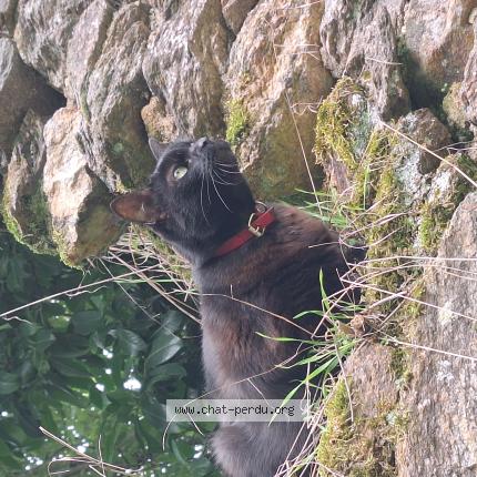 Foto 1/1 Oca Chat perdido en La meyze