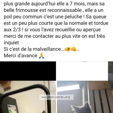 Foto 1/1 Plus Chat perdido en Uxem