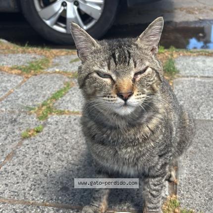 Foto 1/1 Gato encontrado Encontrado en Villa balleste buenos aires 1653