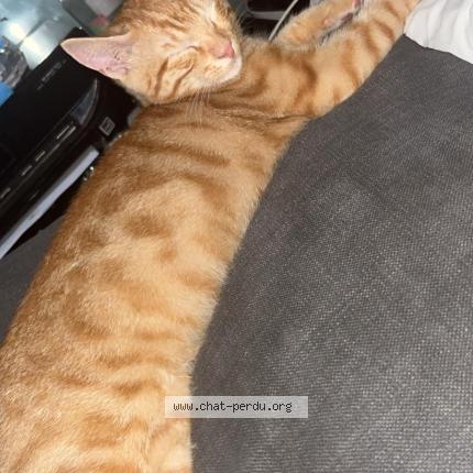 Foto 1/1 Tigrou Chat perdido en Le bar sur loup
