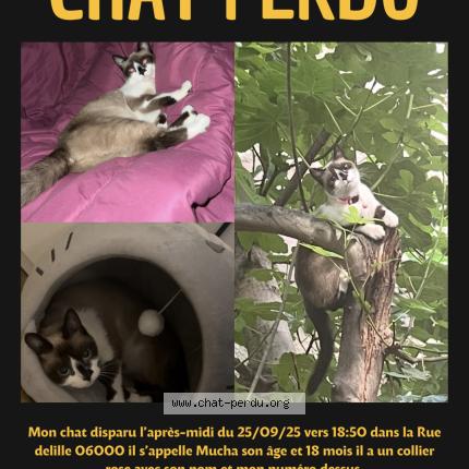 Foto 1/1 Mucha Chat perdido en Nice