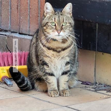 Foto 1/3 Zoé Chat perdido en Wasquehal