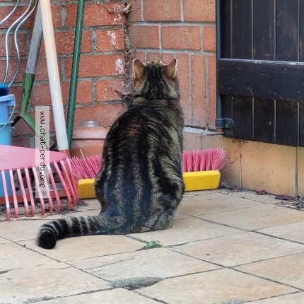 Foto 2/3 Zoé Chat perdido en Wasquehal