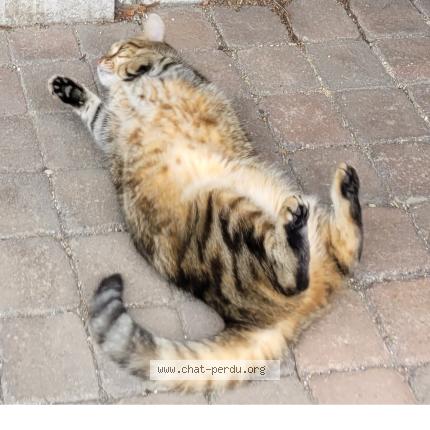 Foto 3/3 Zoé Chat perdido en Wasquehal