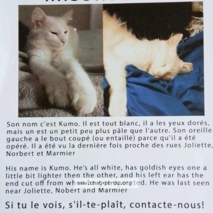 Foto 1/1 yanick ouimet Chat perdido en Longueuil