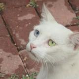 Foto del gato perdido en Lahore Ali Town