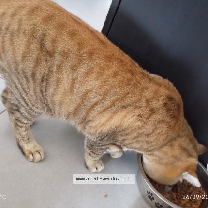 Foto 1/1 Bubulle Chat perdido en Homecourt