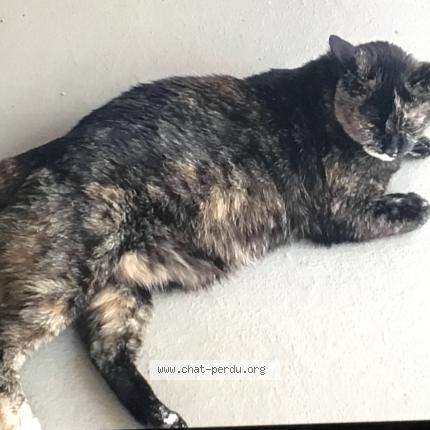 Foto 1/1 Minoune kitty Chat perdido en Laval fabreville