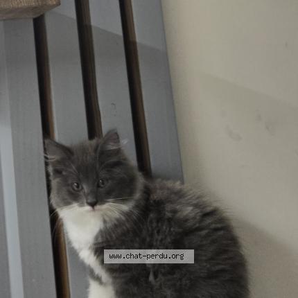 Foto 1/1 Plume Chat perdido en Uxem