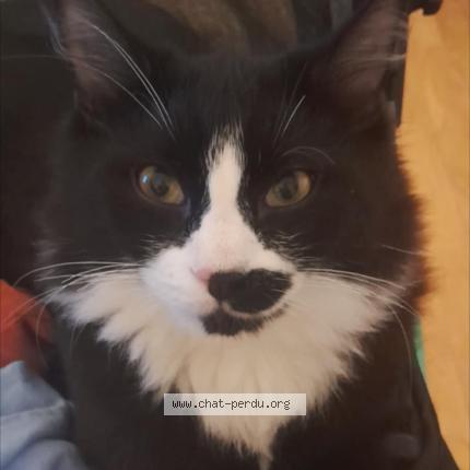 Foto 1/1 Felix Chat perdido en Vitry sur seine