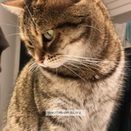 Foto 1/1 Nina Chat perdido en Soleymieu