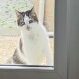 Foto del gato perdido en Angers