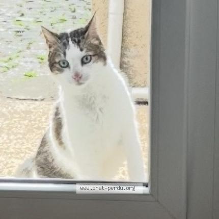 Foto 1/1 Kebto Chat perdido en Angers