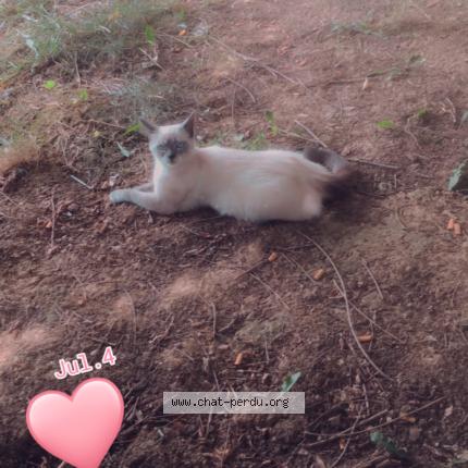 Foto 2/3 Benadda Chat perdido en Noisy le grand
