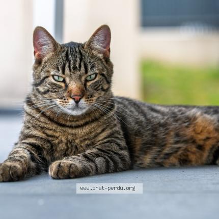 Foto 1/1 Looping Chat perdido en Saint jean sur mayenne