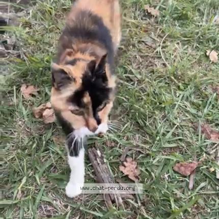 Foto 1/1 Gato encontrado Encontrado en Izon