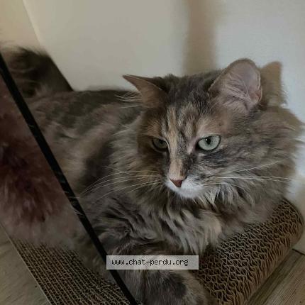 Foto 1/1 Molly Chat perdido en Guillac