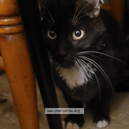 Foto 1/1 Gato encontrado Encontrado en Lanester