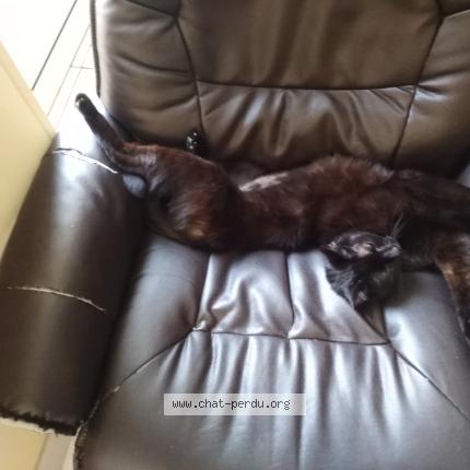Foto 1/1 Black Pearl Chat perdido en Montargis