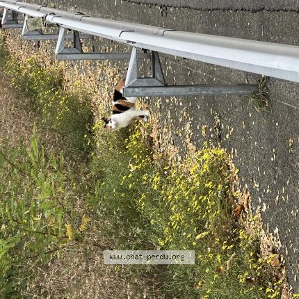 Foto 1/1 Gato encontrado Encontrado en Allainville