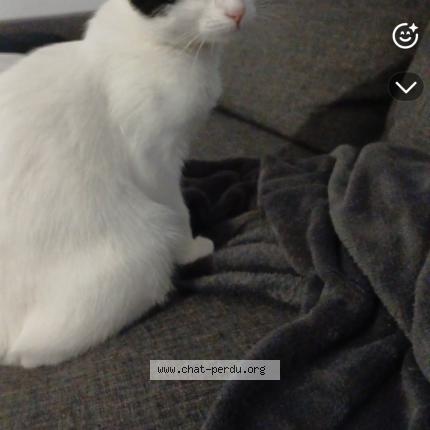 Foto 1/1 Amande Chat perdido en Mesange