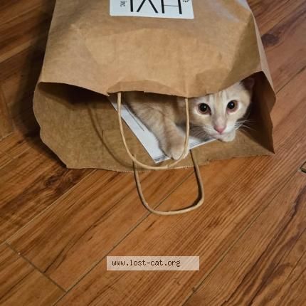 Foto 1/1 Mark Anthony Chat perdido en Brownsburg chatham