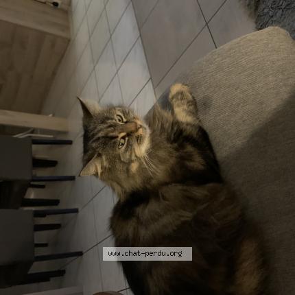 Foto 1/1 Appel Chat perdido en Geneston