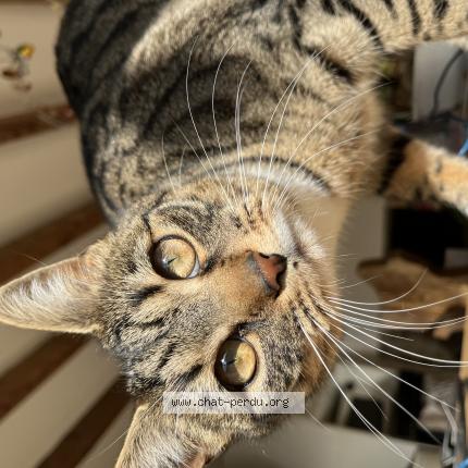 Foto 1/1 Bagherra Chat perdido en Corbreuse