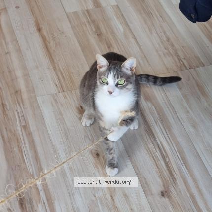 Foto 1/1 Willow Chat perdido en Montreuil