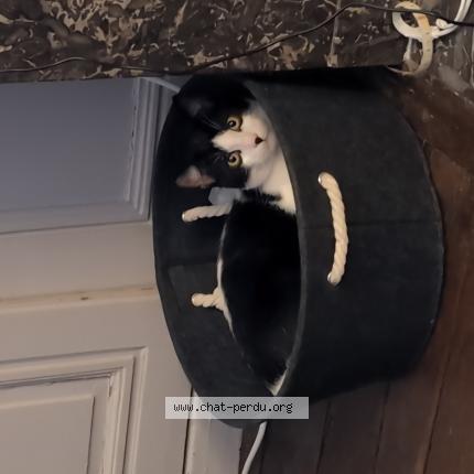 Foto 1/1 Vegas Chat perdido en Poitiers