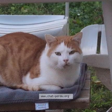 Foto 1/1 Gato encontrado Encontrado en Lapeyrouse mornay