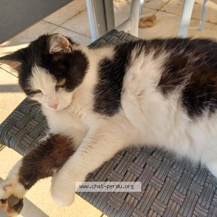 Foto 1/1 Gato encontrado Encontrado en Monnaz