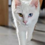 Foto del gato perdido en Gramat