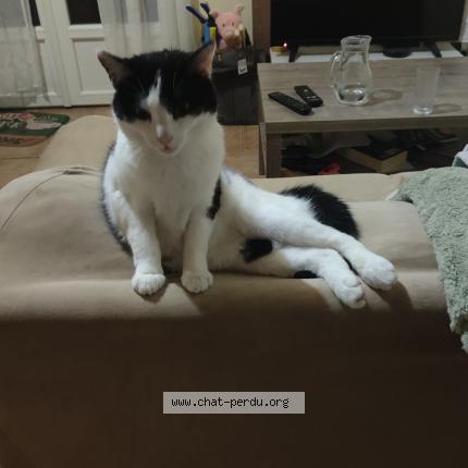 Foto 2/2 Athéna Chat perdido en Chuisnes