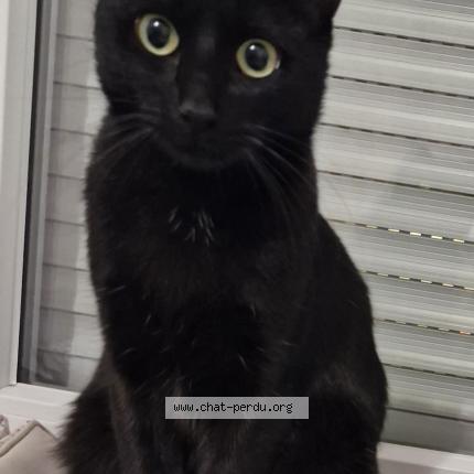 Foto 1/1 mimi Chat perdido en Lespinasse