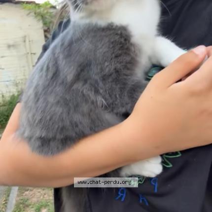 Foto 1/1 Broly Chat perdido en Toulouse