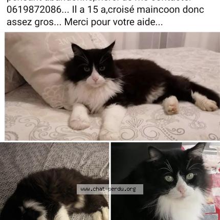 Foto 1/1 Boudin Chat perdido en Oytier st oblas