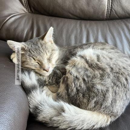 Foto 1/1 Tsuki Chat perdido en Poitiers