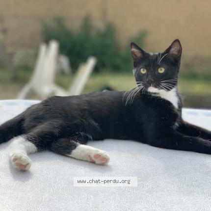 Foto 1/2 Ulane Chat perdido en Chartres