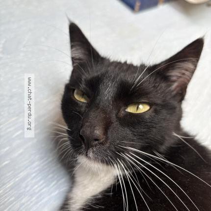 Foto 2/2 Ulane Chat perdido en Chartres