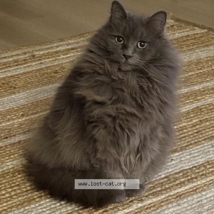 Foto 1/1 Liam Chat perdido en Monterey park