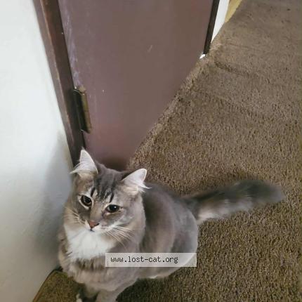 Foto 1/1 Elizabeth Chat perdido en Eugene