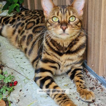 Foto 1/1 Zola Chat perdido en Saint herblain