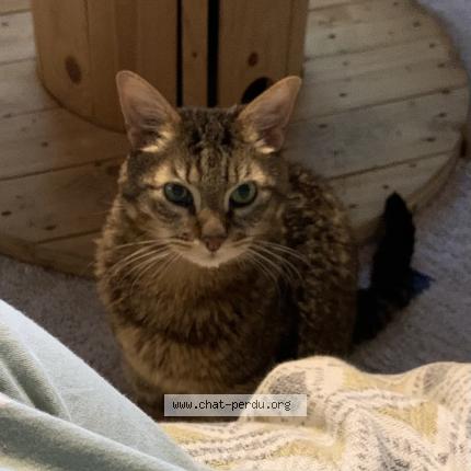 Foto 1/1 Hina Chat perdido en Reims