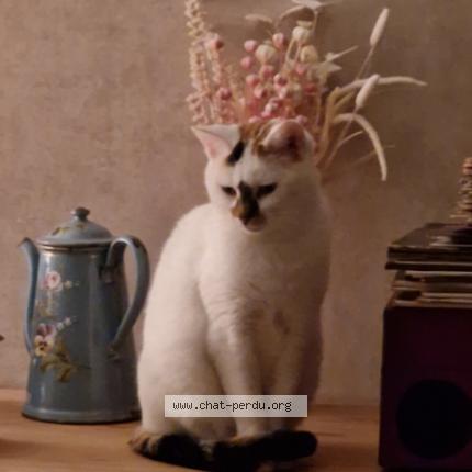 Foto 1/1 Rania Chat perdido en Arcis sur aube