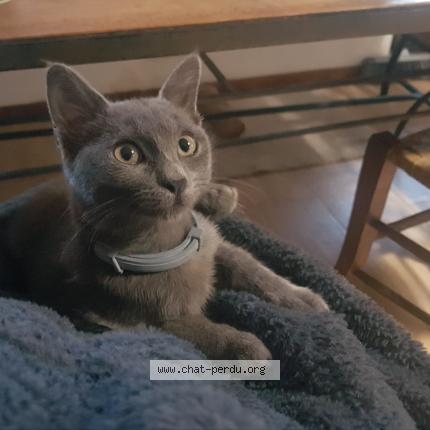 Foto 1/1 Bibigris Chat perdido en Salindres cauvas