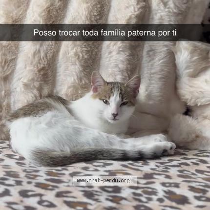 Foto 1/1 Mia Chat perdido en Creteil