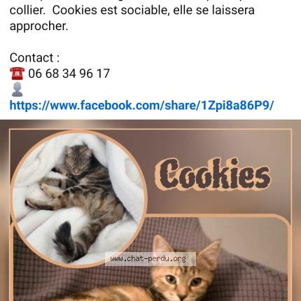 Foto 1/1 Laetitia Leroux Chat perdido en Betton