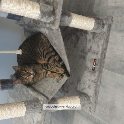 Foto 1/1 Flouflou Chat perdido en Chasse sur rhone