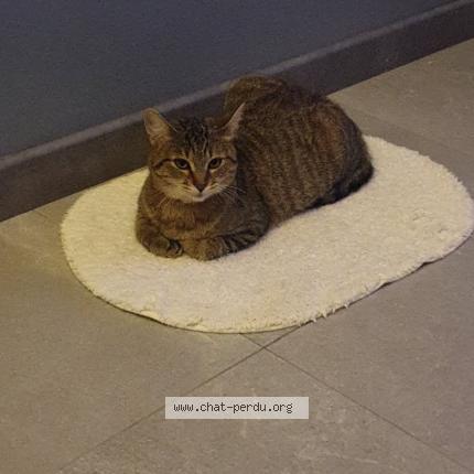 Foto 1/1 Minoucha Chat perdido en Saint privat la montagne